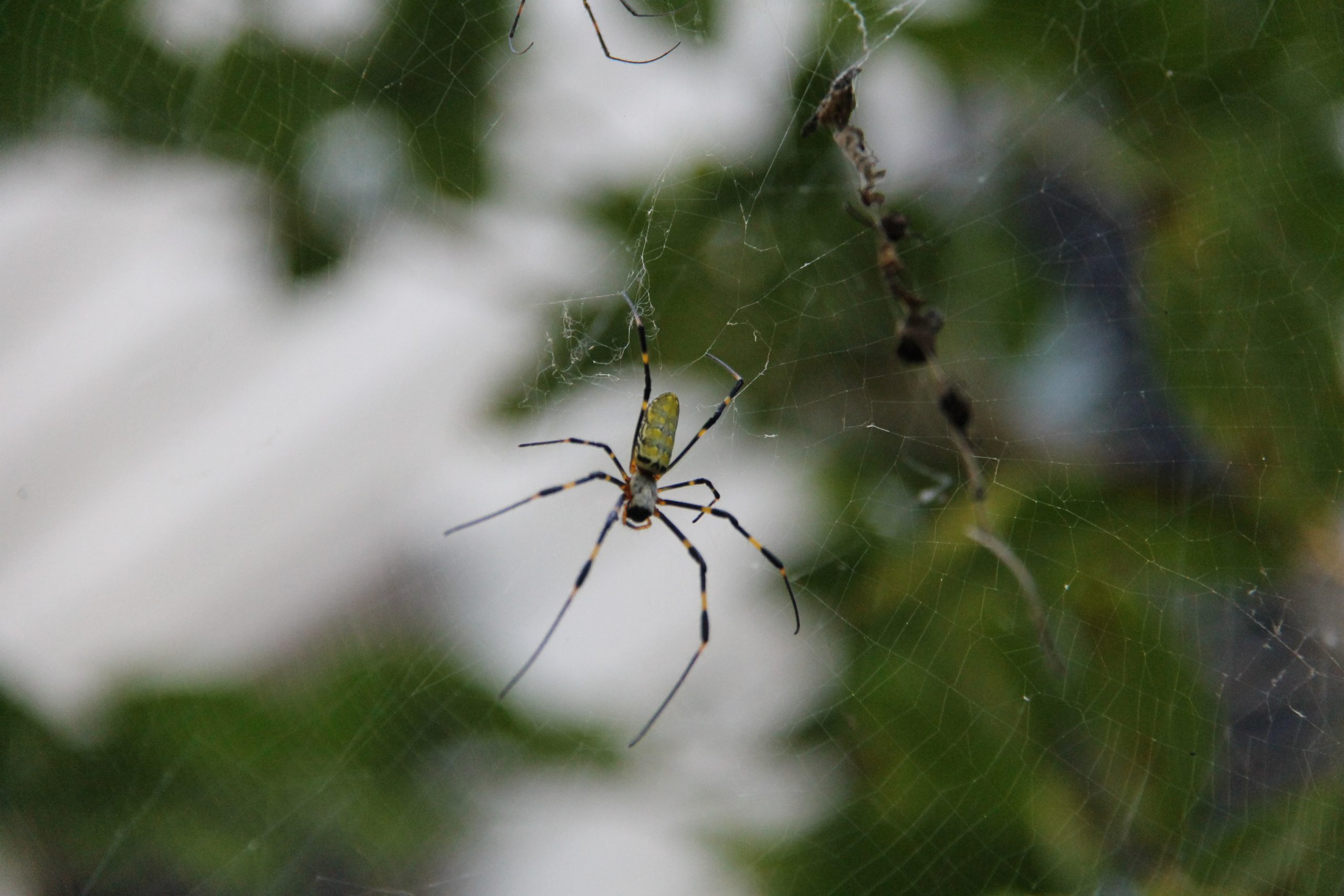 what-do-joro-spiders-look-like-joro-spiders