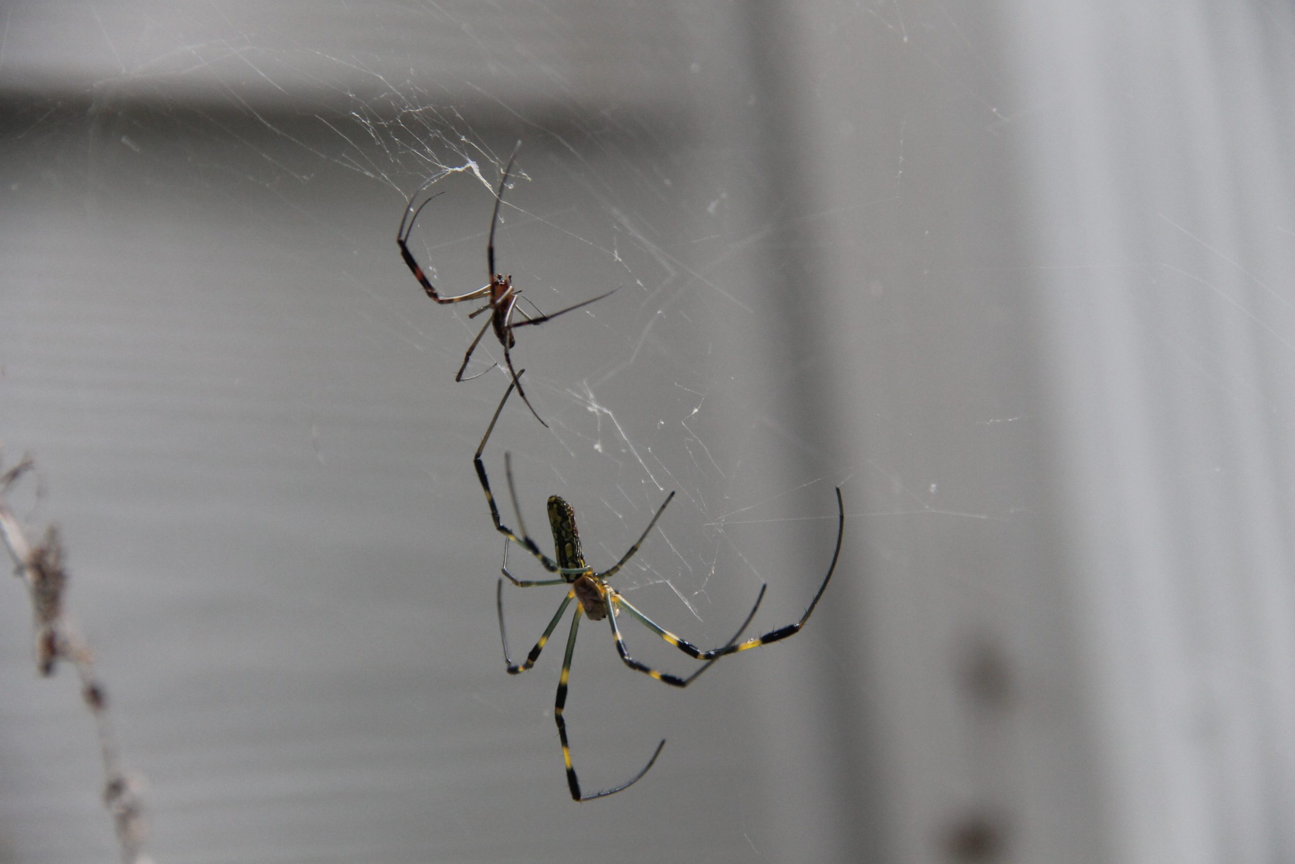 What do Joro Spiders Look Like? Joro Spiders